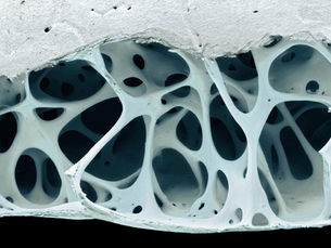 The Hollow Cellular Structure: Nature's Code for Strength