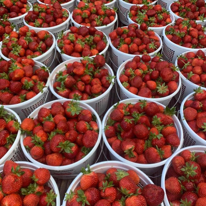 Strawberry Farm Hunter Farms Easley