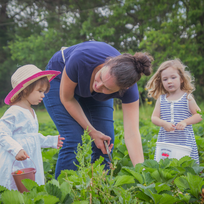 Strawberry Farm Hunter Farms Easley