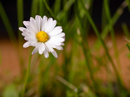 El Coraje de ser nosotros mismos