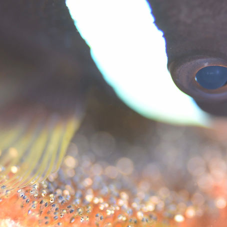 透明度も回復～