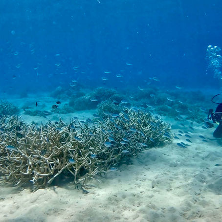 とうとう・・・