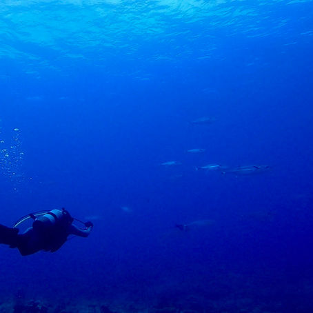 ワイド目線の３ダイブ！