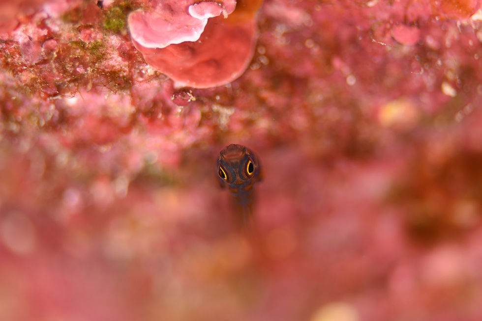 ree