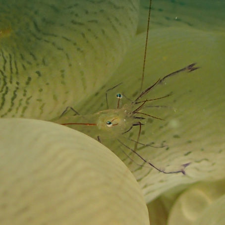 魅惑のミダラ・・・・