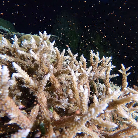 2022年のサンゴの産卵初観察！