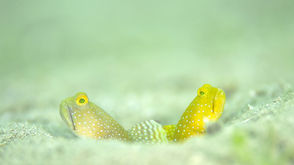 早いかも(^_-)-☆