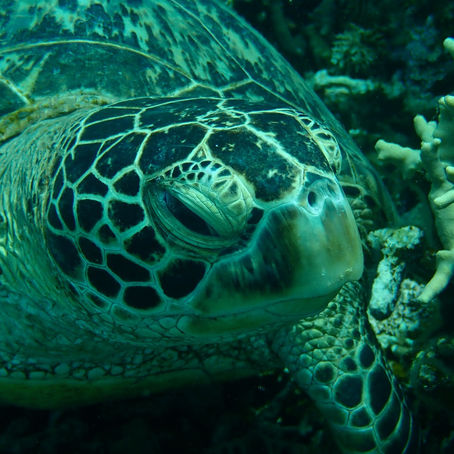 またまた主役は