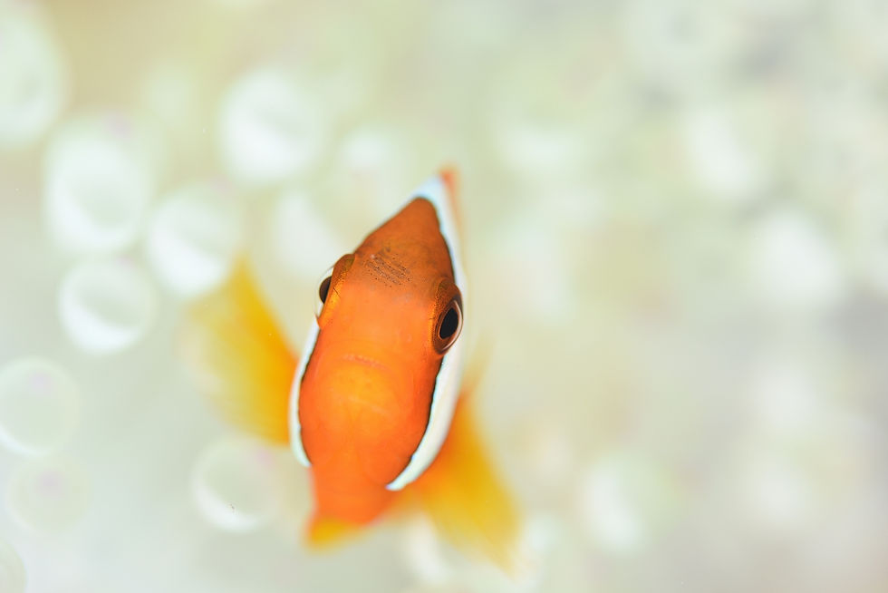 ree