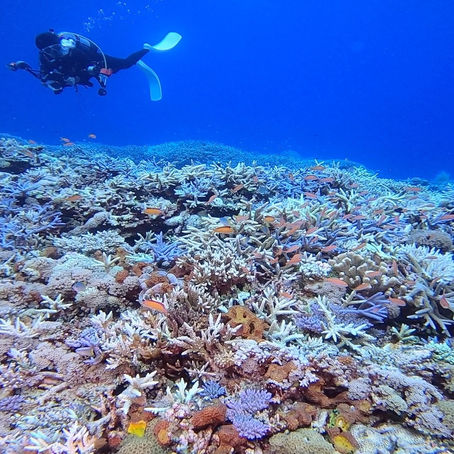 珊瑚がパステル～
