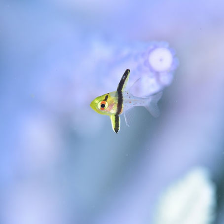 収束後に向けて