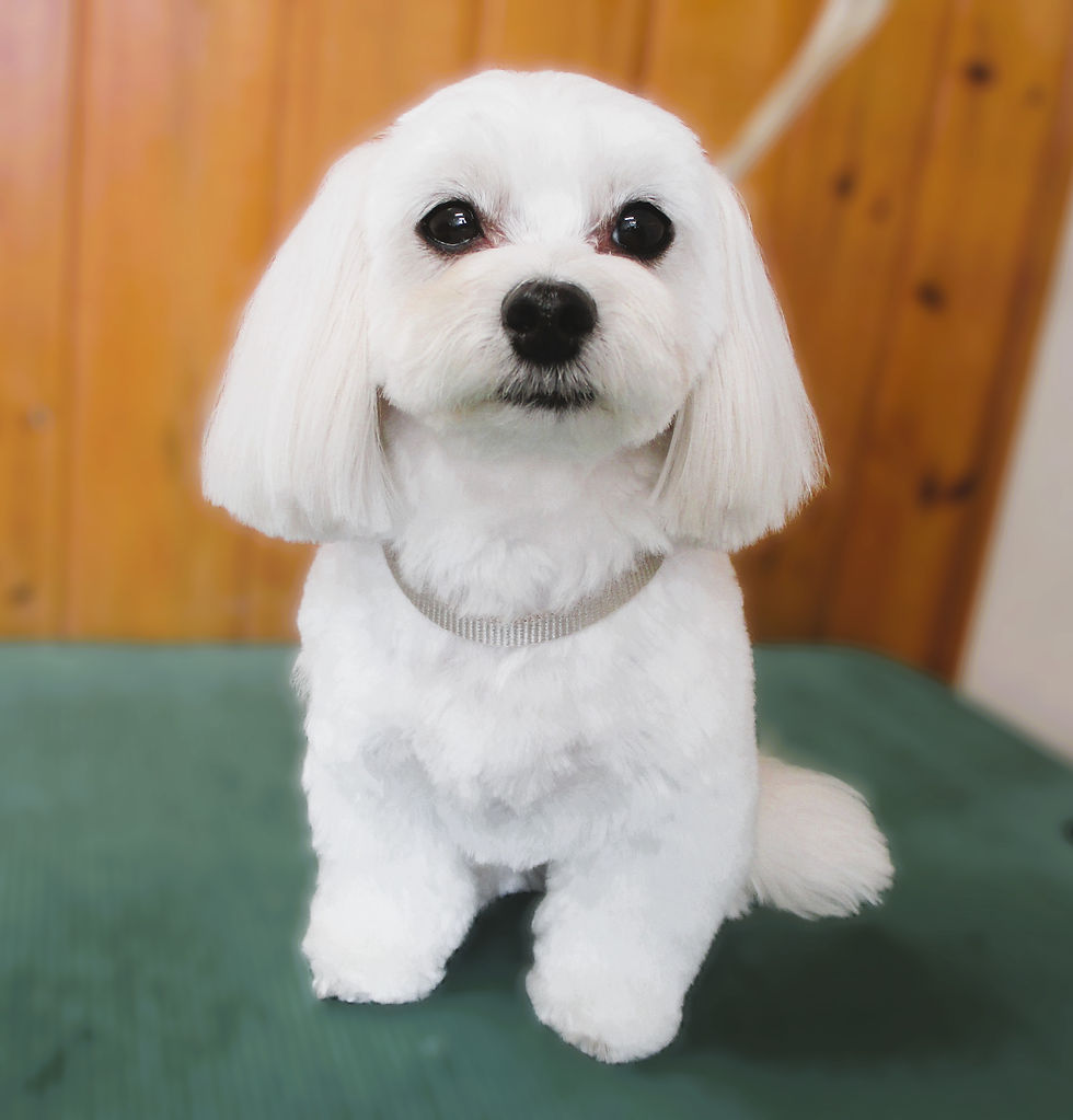 しろ君(マルプー)