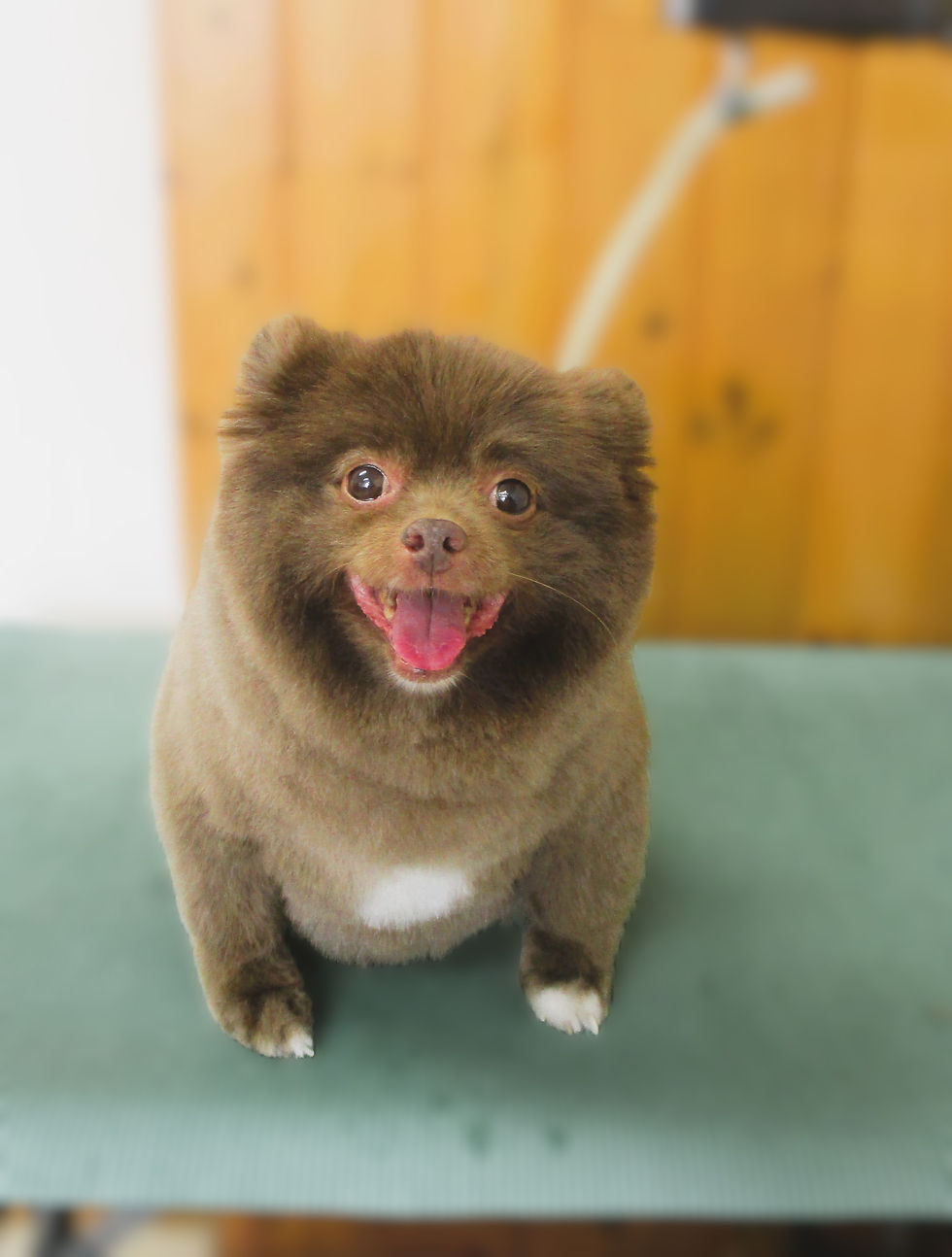 ブー君(ポメ)
