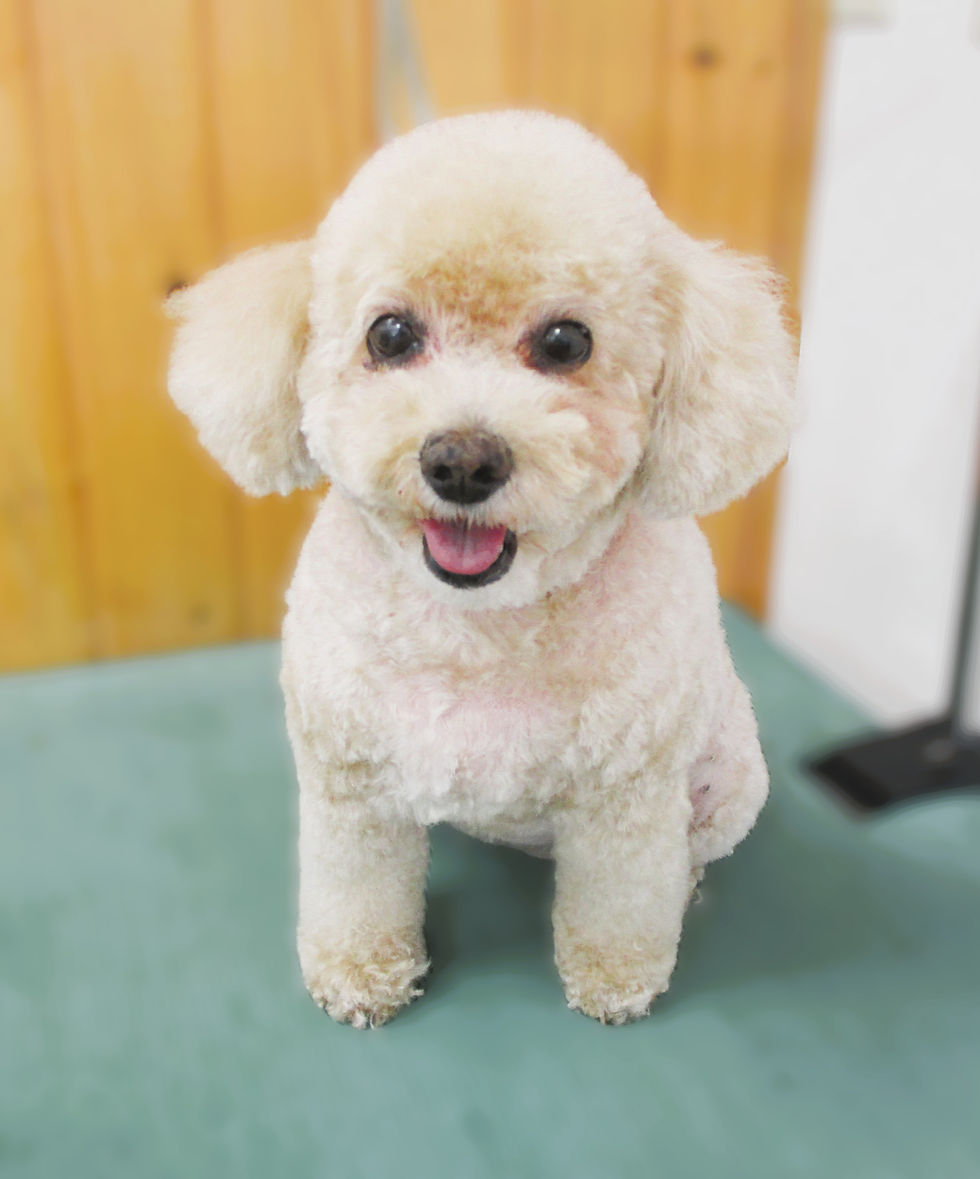 COTOちゃん(Tプー)