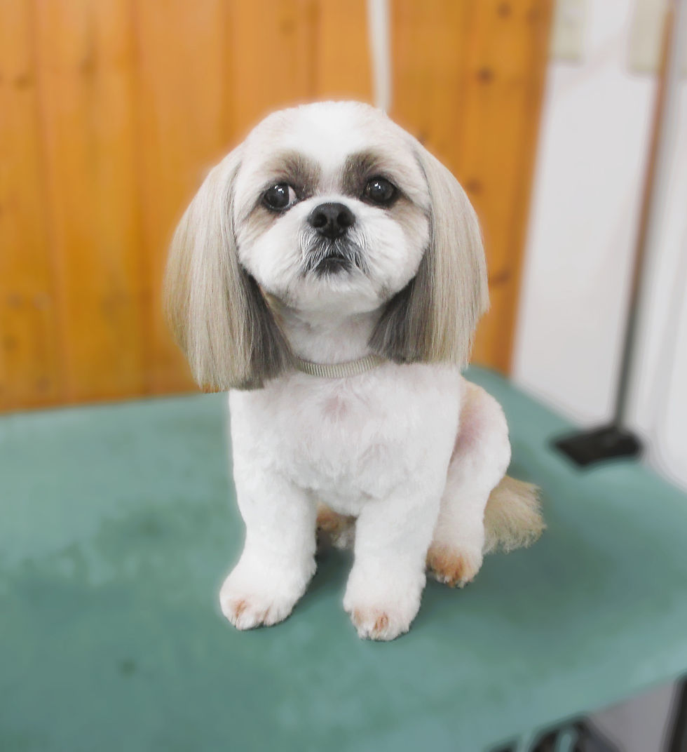 ししまる君(シーズー)