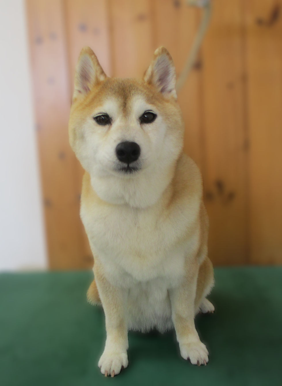 みかんちゃん（柴）