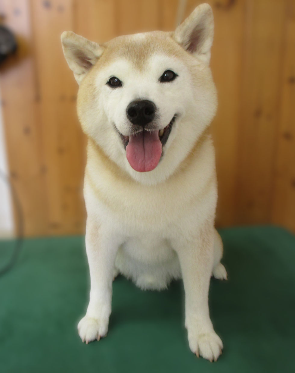 ももじろう君（柴）