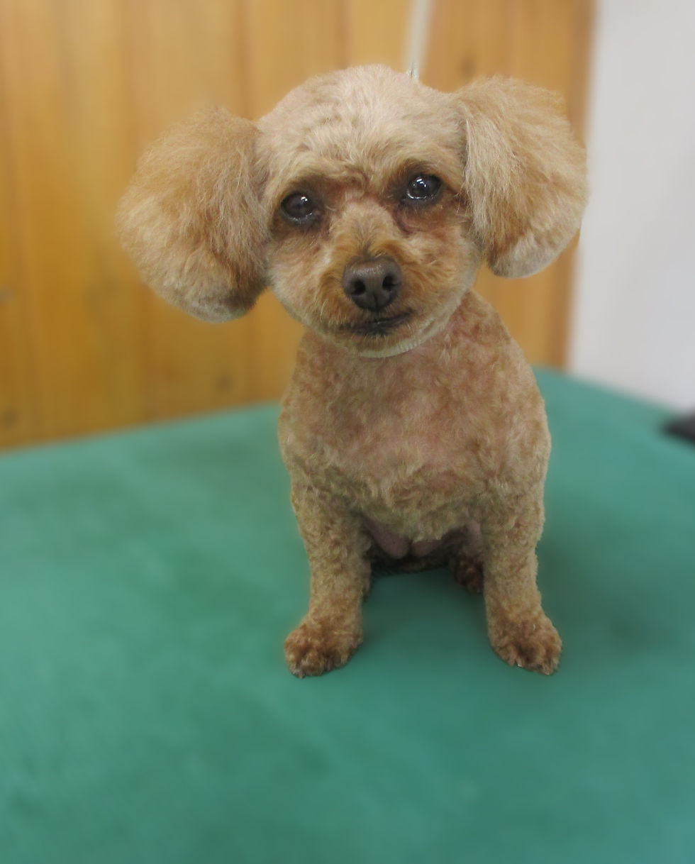 ココちゃん（Tプー）