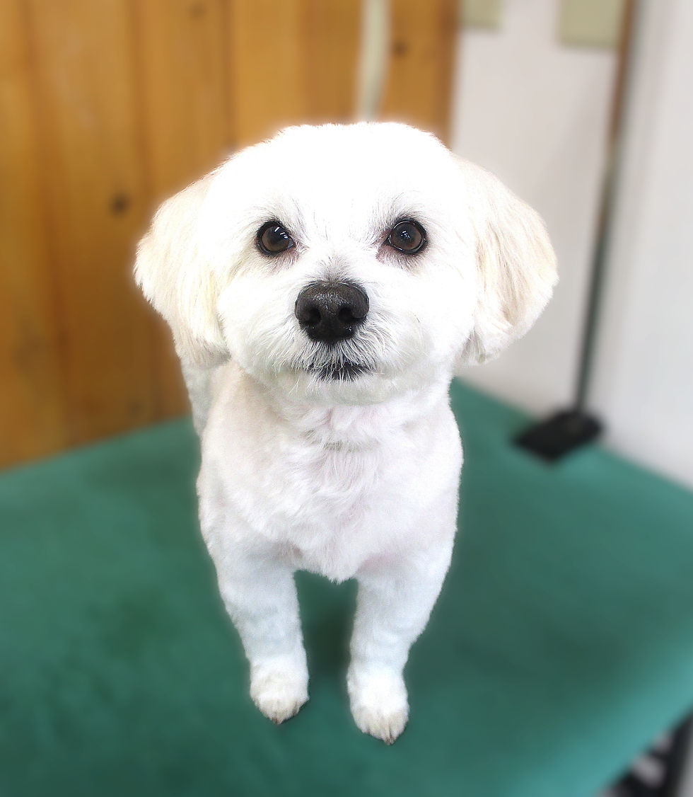 アル君(マルプー)