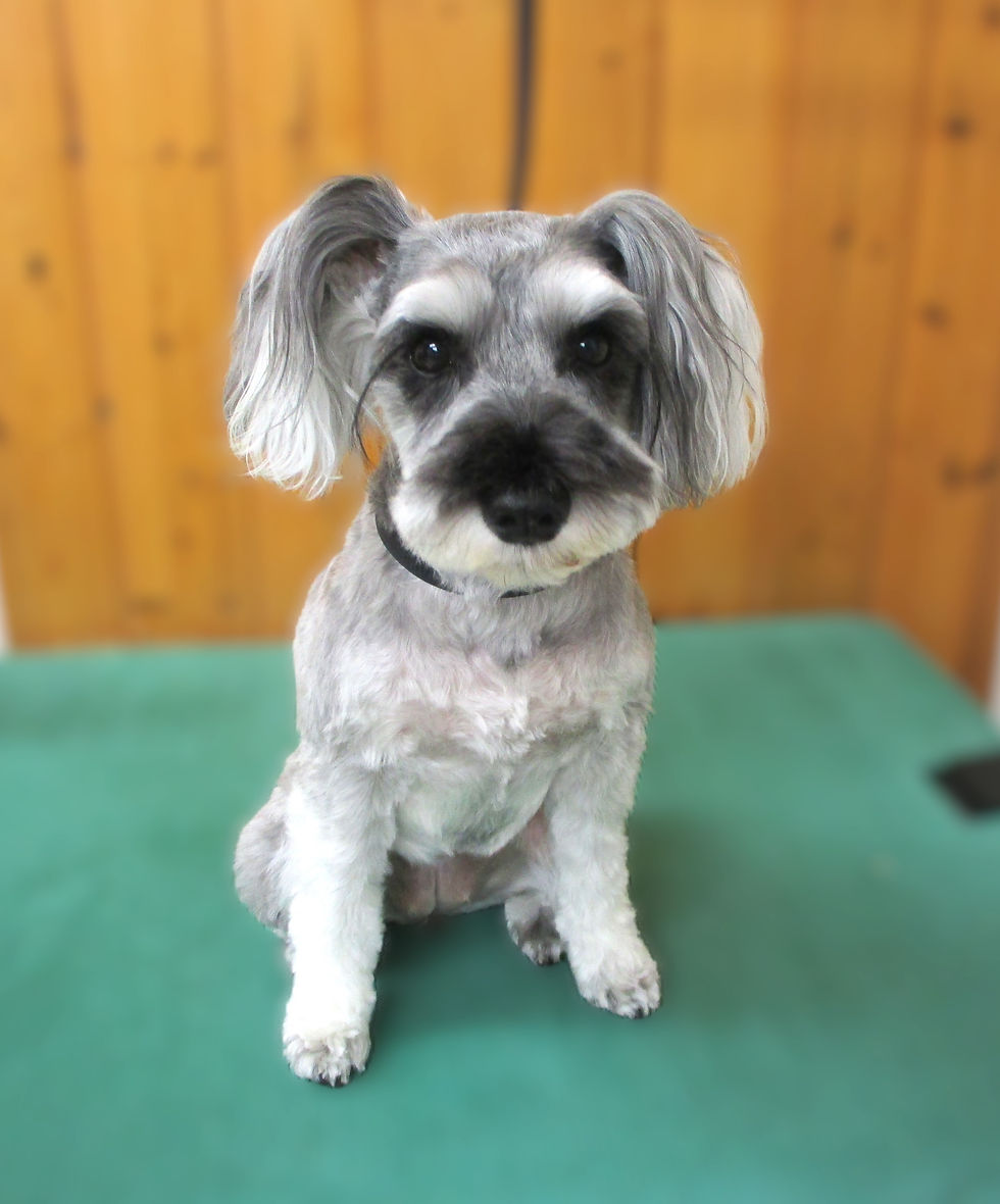 あずきちゃん(シュナ)