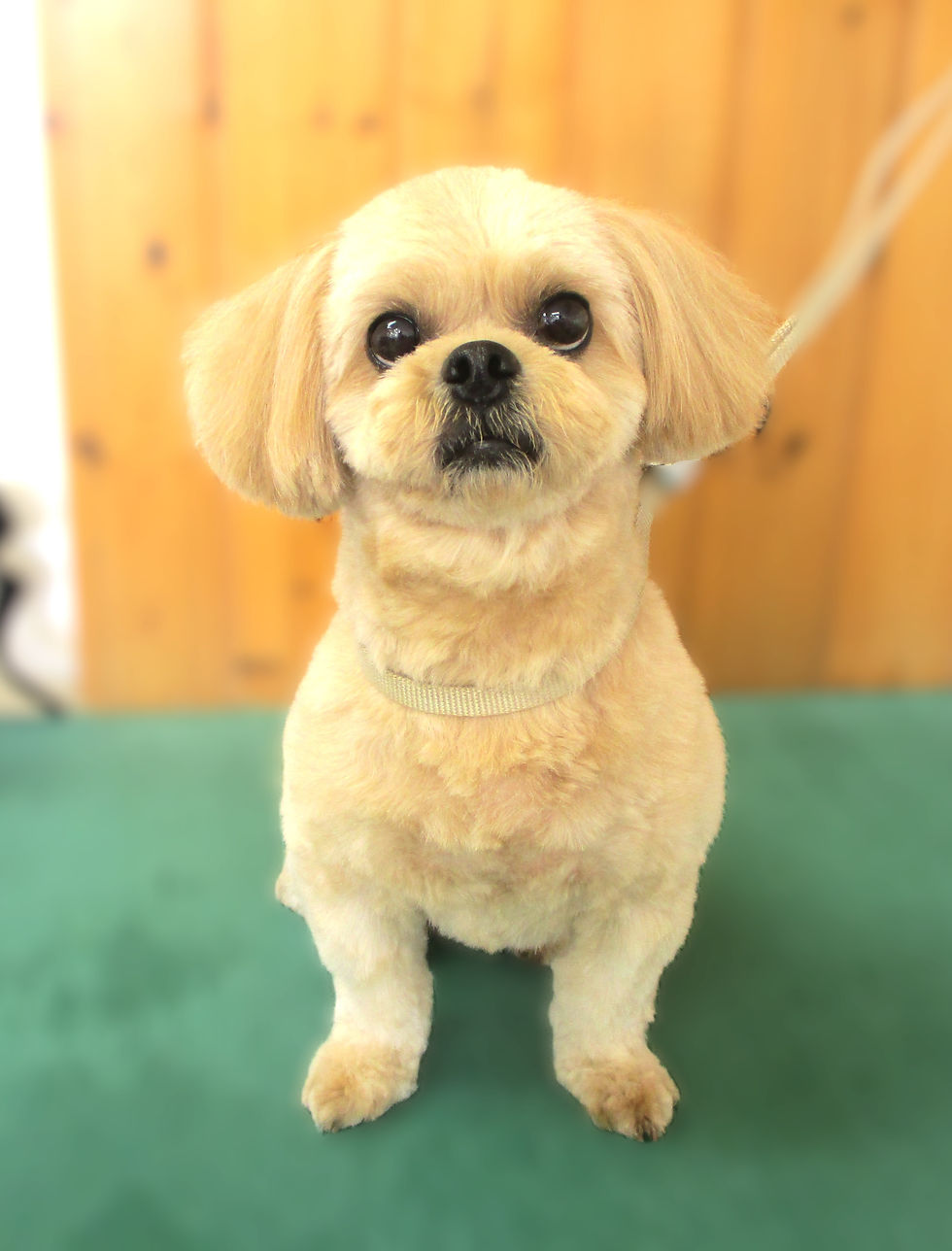 ディオ君(ペキプー)