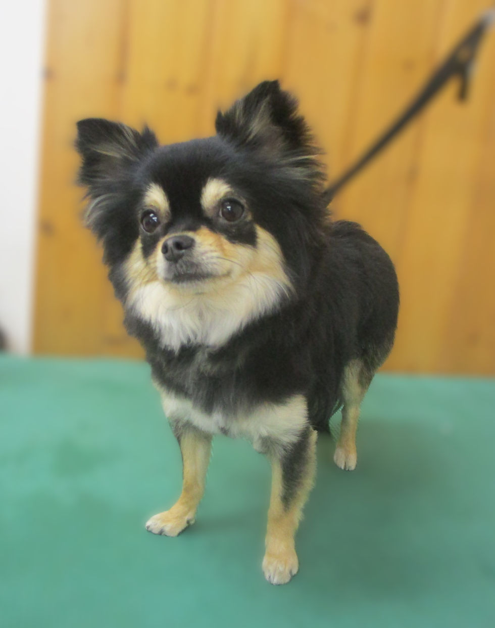 ジョン万次郎君(チワワ)