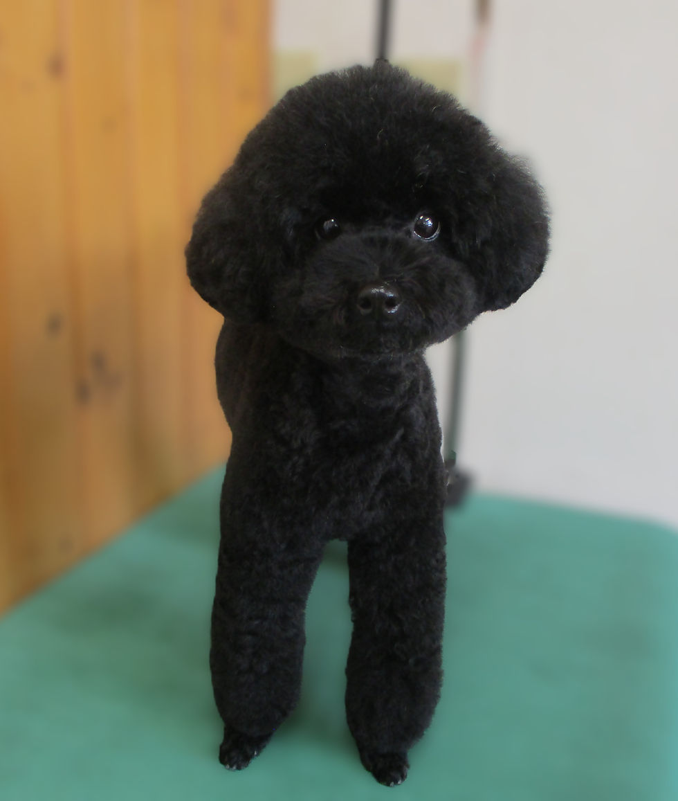 ぷぷ君（Tプー）