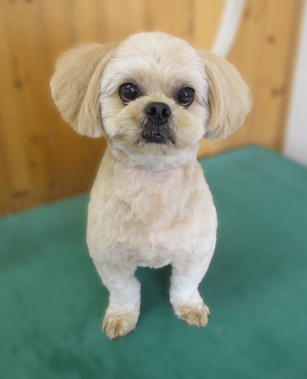 ディオ君(ペキプー)