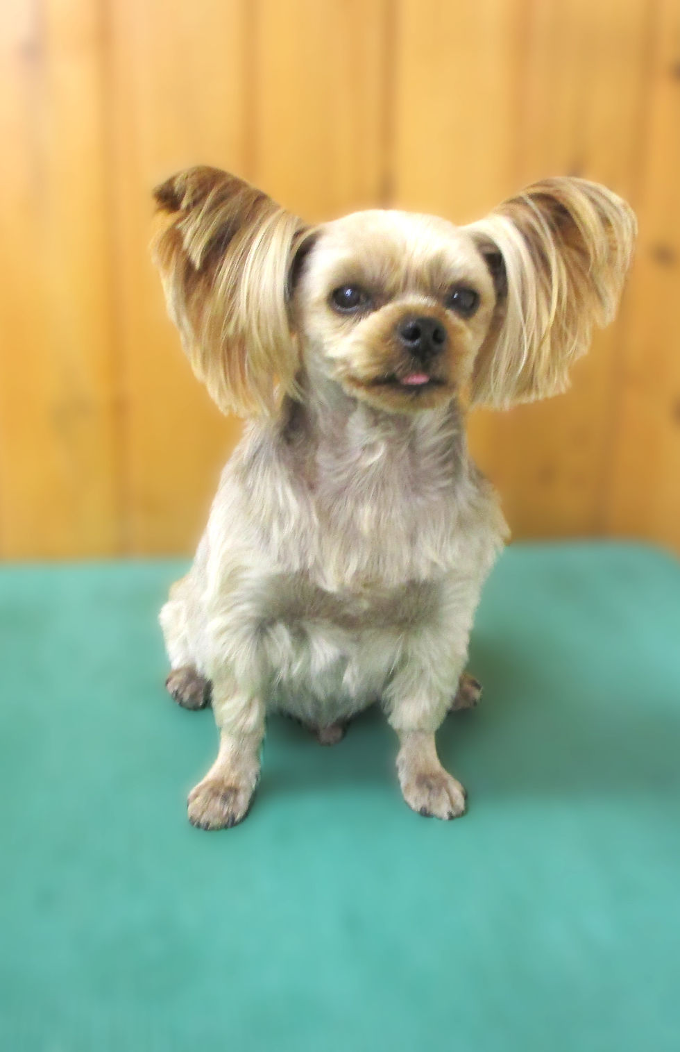 こまろ君(ヨーキー)