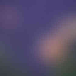 soft orange dahlias with purple lavender rows in background