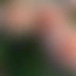 valley porcupine soft blush dahlias in a garden