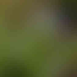 periwinkle tiny little flowers in the green