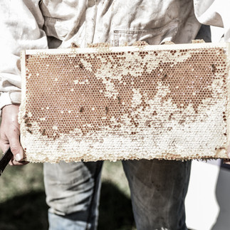beekeeper in white suit holds up a sheet rom the bee hive
