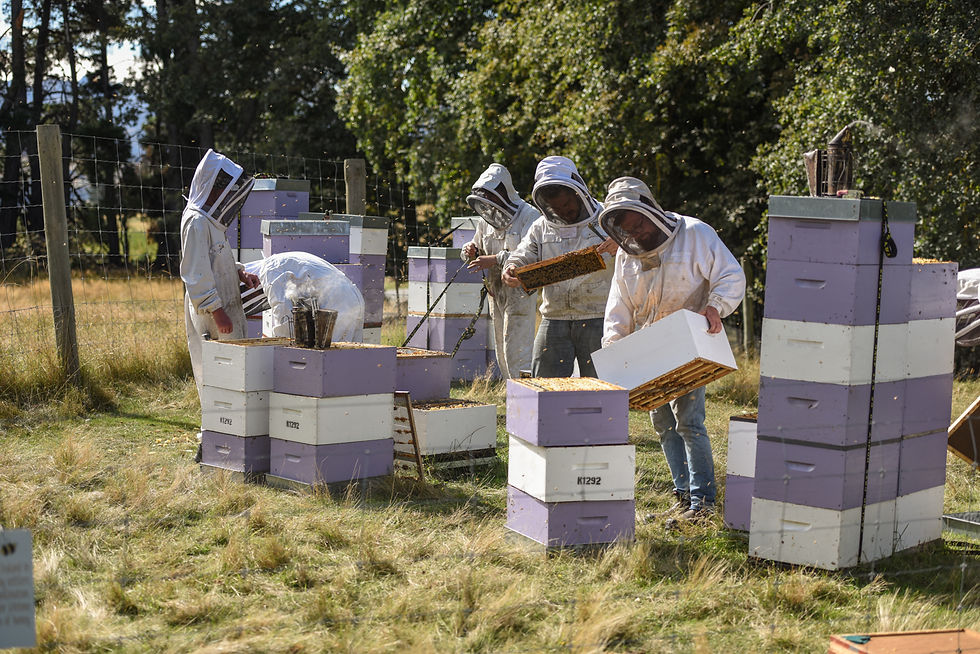 beekeepers in bee suits collecting lavender honey
