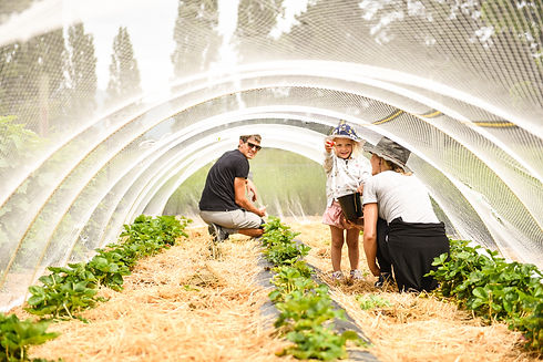 Farm family picking strawberries