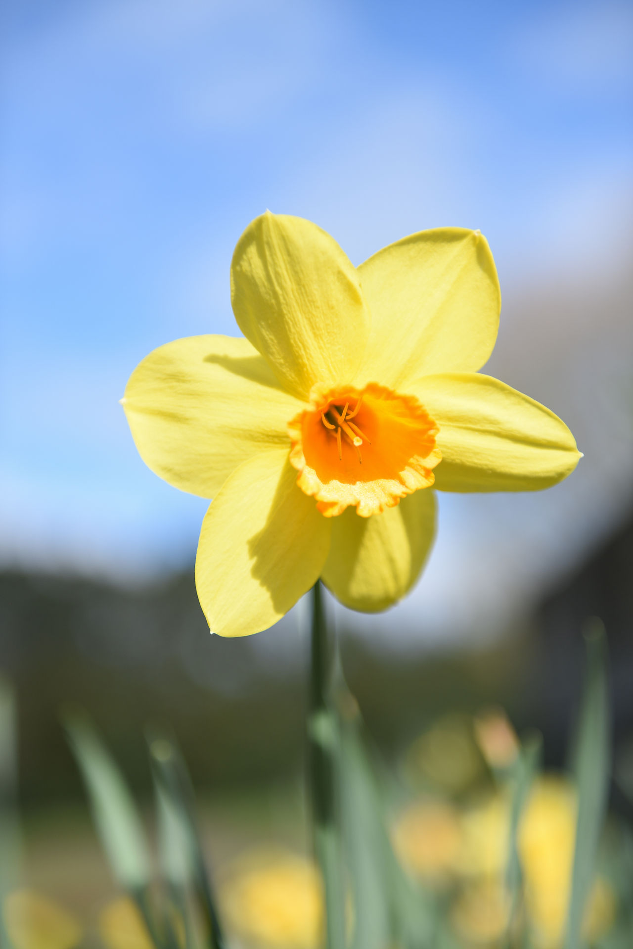 classic daffodil close up from the garden