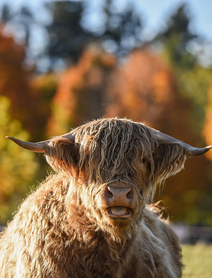 highland cow & autumn trees