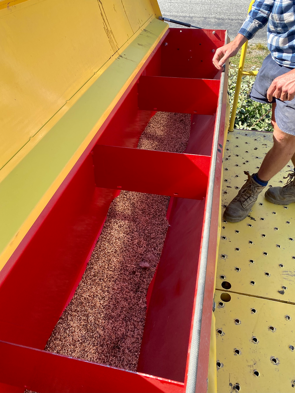 seeds in the direct drill machine
