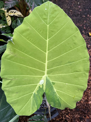 ninja variegata Alocasia ninja variegata S  L'arbre D'or 67