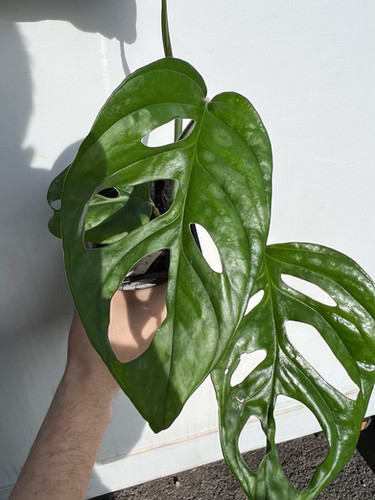 philodendron mojito Syngonium Podophyllum 'Mojito' Hybrid main image 0