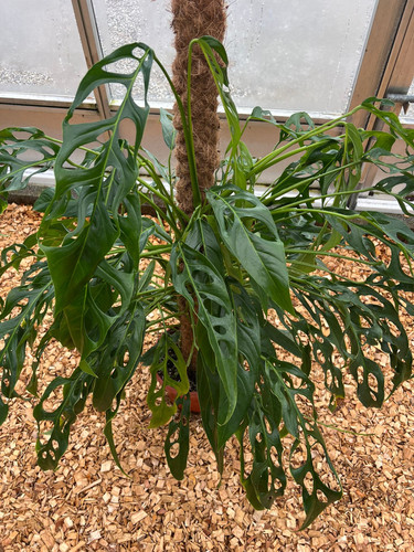 philodendron lemon lime pflege Lemon Lime HeartLeaf Philodendron  Crazy Plant Bae