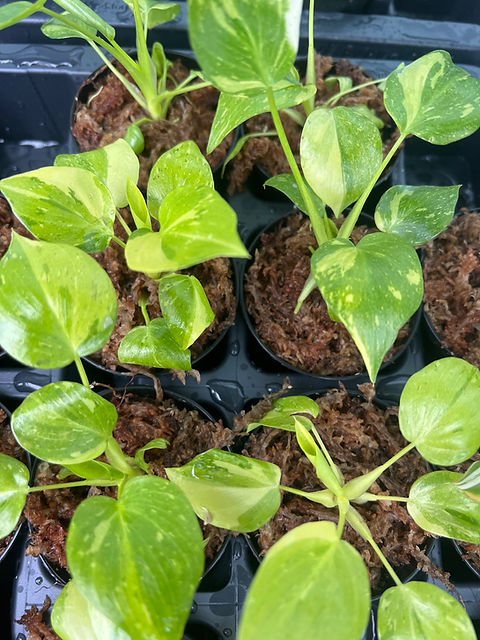 Philodendron warscewiczii variegata | fordplants