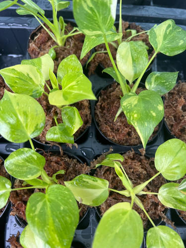 その他観葉植物 Philodendron warscewiczii Variegata Try saying 'Philodendron warscewiczii variegated' 3 times fast