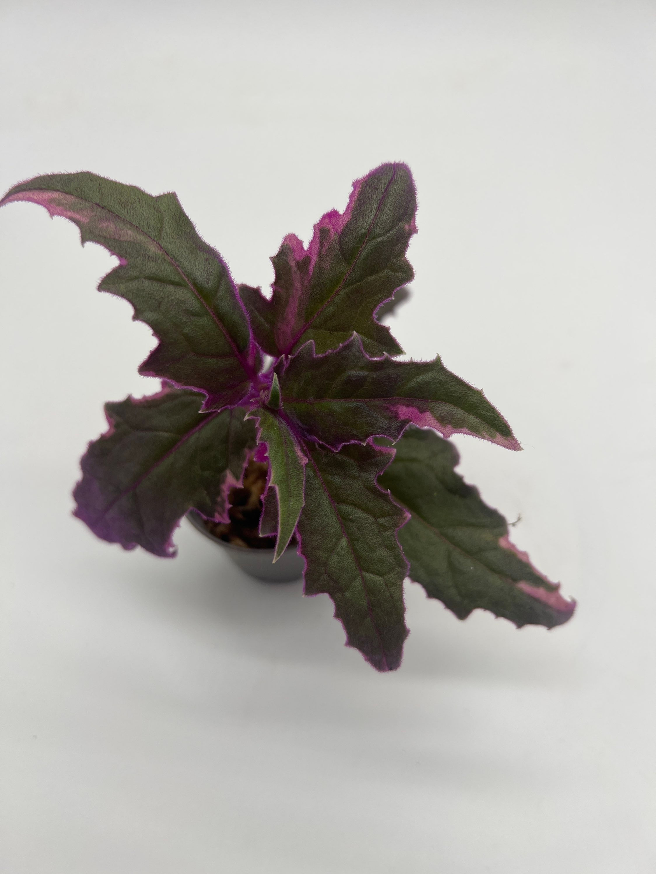 Gynura aurantiaca variegata