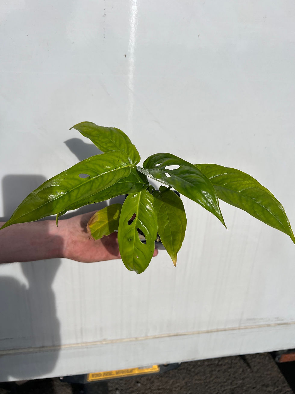 Thumbnail: Monstera obliqua tiwinza