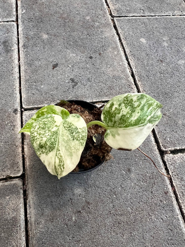 Monstera Platinum Jungpflanze im 7 cm Topf | fordplants