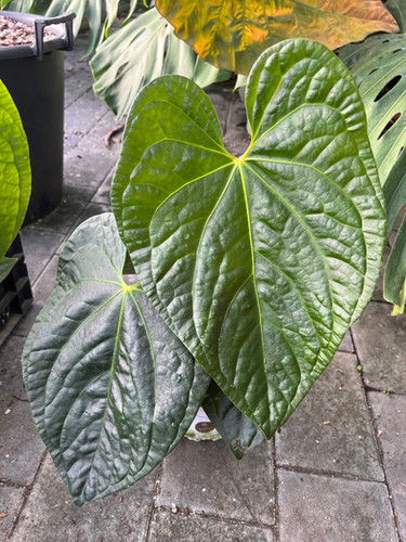Anthurium magnificum DARK X luxurians | fordplants