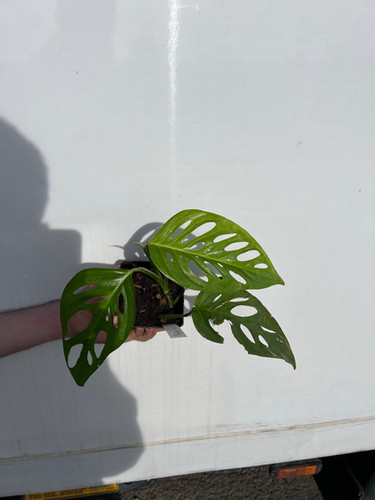 Monstera indanza | fordplants