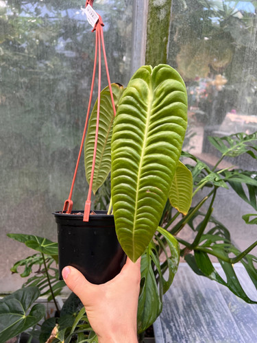 Anthurium veitchii narrow ベイチー How to Grow and Care for Anthurium Veitchii