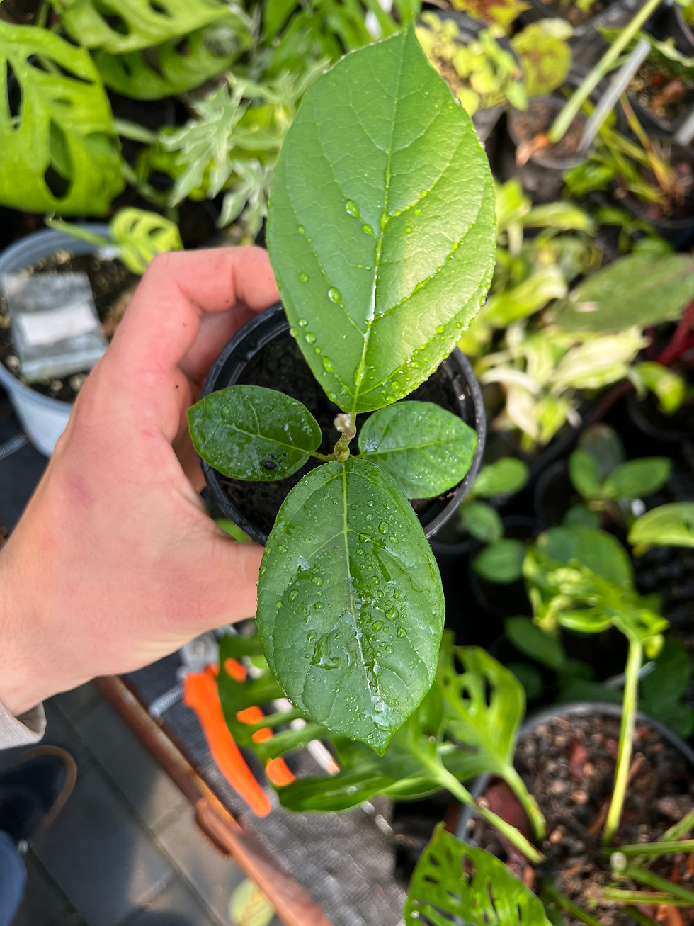 Miniaturbild: Aristolochia aborea